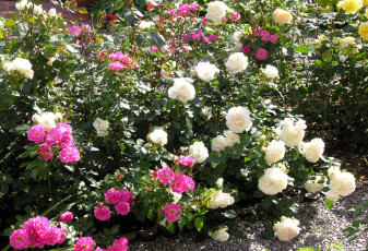 Картинка цветы розы много розовый белый кусты