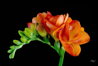 Картинка автор angie цветы фрезия оранжевый