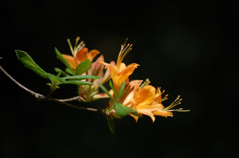 Картинка цветы рододендроны азалии тёмный фон