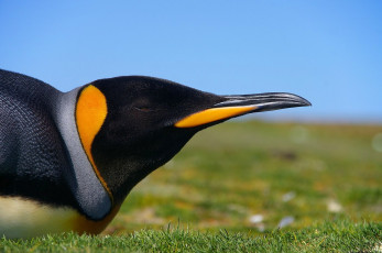 Картинка королевский пингвин животные пингвины голова
