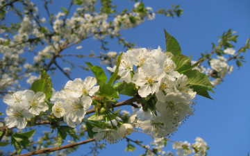 Картинка Черешня цветы цветущие деревья кустарники весна ветка