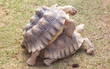 Картинка животные Черепахи черепахи любовь