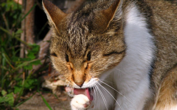 Картинка животные коты умывание