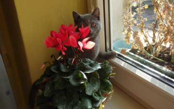 Картинка животные коты возле цветка