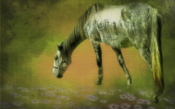 Картинка животные лошади цветы конь