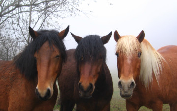 Картинка животные лошади трио