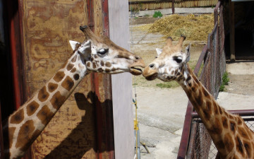 Картинка животные жирафы зоопарк