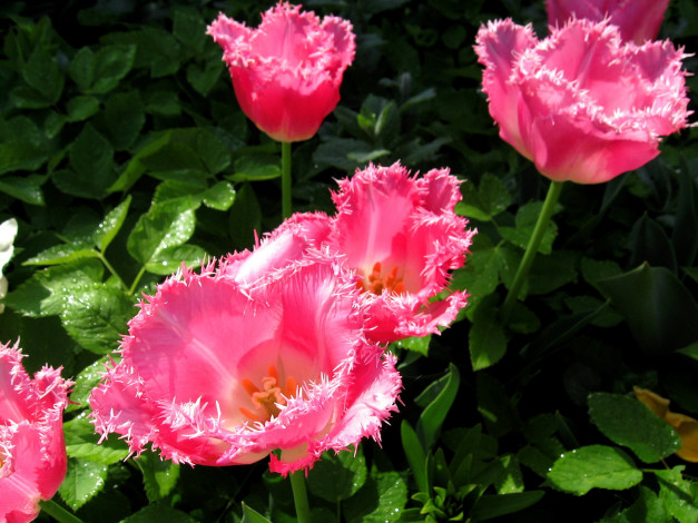 Обои картинки фото цветы, тюльпаны, розовый, махровый