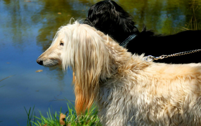 Обои картинки фото автор, geronima, животные, собаки, afghan, hound