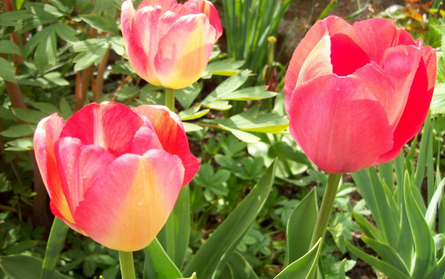 Обои картинки фото цветы, тюльпаны, розовый, зеленый