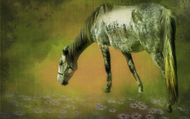 Обои картинки фото животные, лошади, цветы, конь