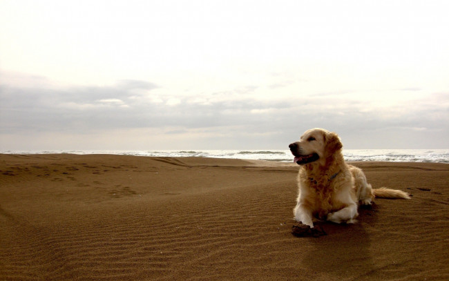 Обои картинки фото животные, собаки, песок