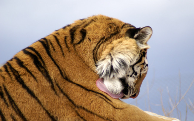 Обои картинки фото животные, тигры, язык, хищник