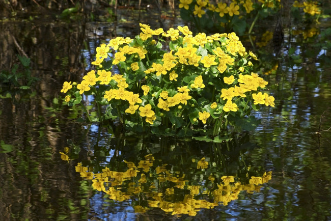 Обои картинки фото калужница, болотная, цветы, калужницы, лютики, вода, желтые