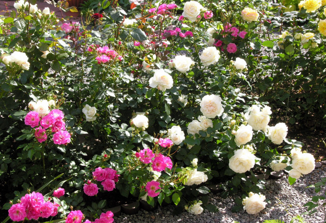 Обои картинки фото цветы, розы, много, розовый, белый, кусты