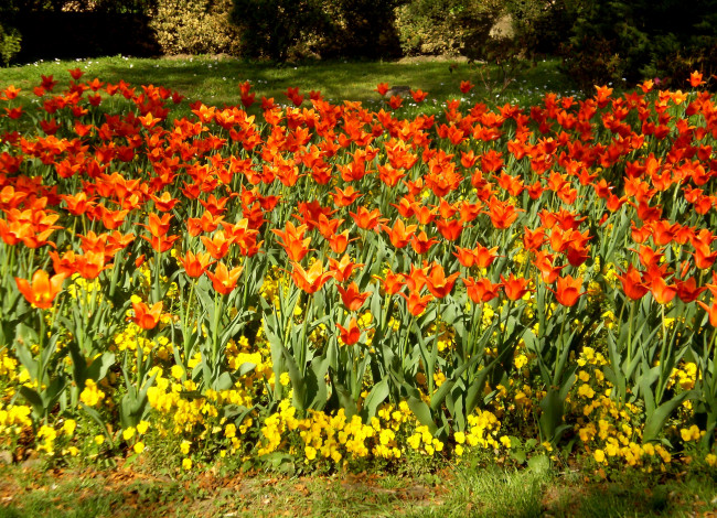 Обои картинки фото цветы, разные, вместе, много, желтый, оранжевый