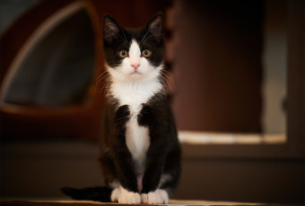 Картинка животные коты кот черно-белый