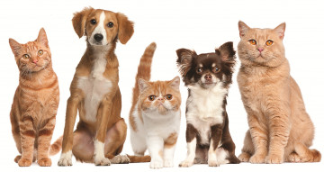 Картинка животные разные вместе собаки кошки