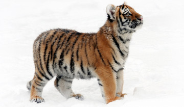 Картинка животные тигры детеныш тигренок