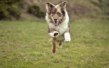 Картинка животные собаки поле собака бег