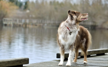 Картинка животные собаки собака мост озеро