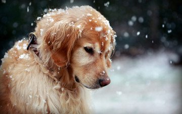 Картинка животные собаки собака зима снег