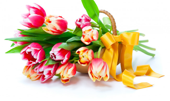 Обои картинки фото цветы, тюльпаны, весна, лепестки