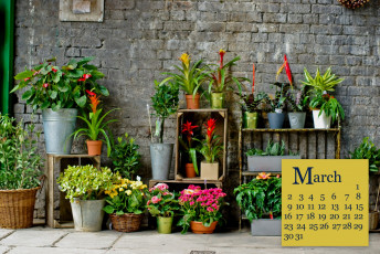 обоя календари, цветы, каланхоэ