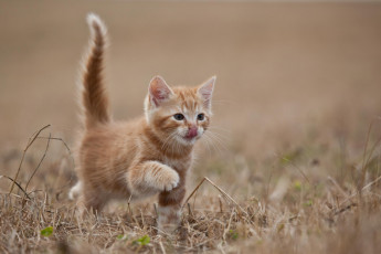 Картинка животные коты котенок рыжий