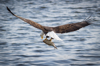 Картинка животные птицы+-+хищники вода добыча рыба полет орлан крылья хищник река