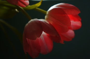 Картинка цветы тюльпаны лепестки красные