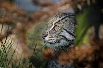 Картинка животные дикие+кошки трава профиль морда кошка-рыболов