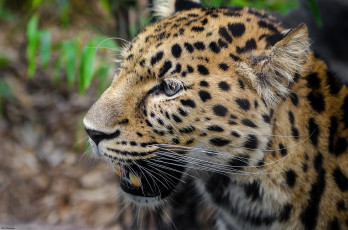 Картинка животные леопарды морда кошка