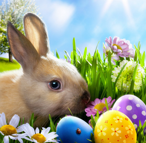 Обои картинки фото животные, кролики,  зайцы, весна, цветы, яички, кролик