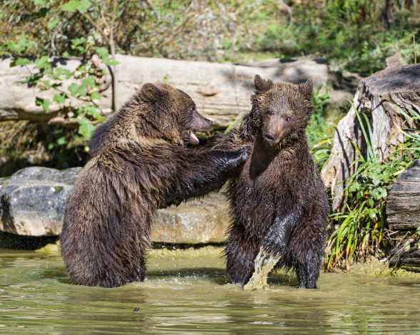 Обои картинки фото животные, медведи, игра