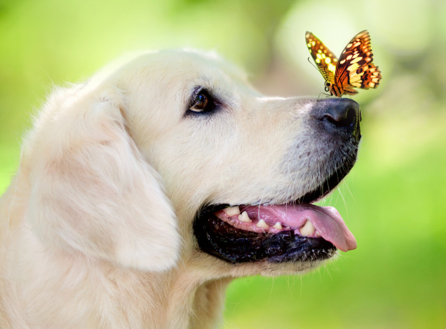 Обои картинки фото животные, собаки, боке, бабочка, собака