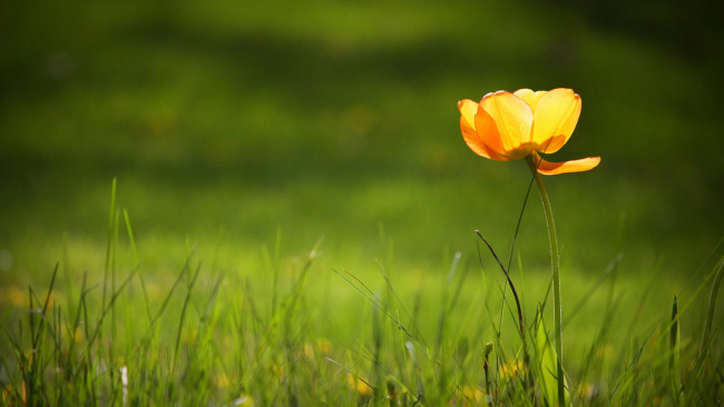 Обои картинки фото цветы, тюльпаны, тюльпан, цветок, одинокий, трава, луг, поляна