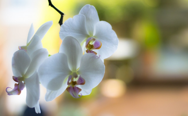 Обои картинки фото цветы, орхидеи, ветка, белые