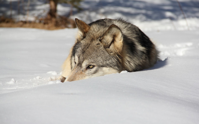 Обои картинки фото животные, волки,  койоты,  шакалы, снег, зима