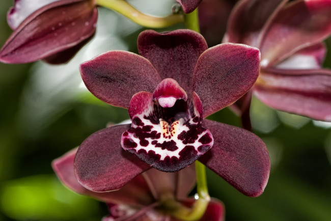 Обои картинки фото цветы, орхидеи, экзотика