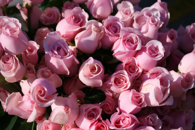 Обои картинки фото цветы, розы, букет, розовые