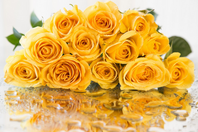 Обои картинки фото цветы, розы, желтые