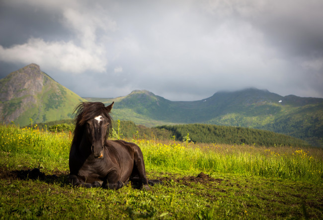 Обои картинки фото животные, лошади, лошадь, луг, горы
