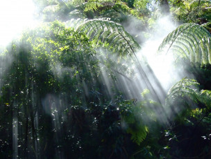 Картинка природа лес деревья заросли туман джунгли лучи утро