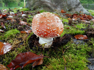 обоя природа, грибы,  мухомор, осень, гриб, листья, мох