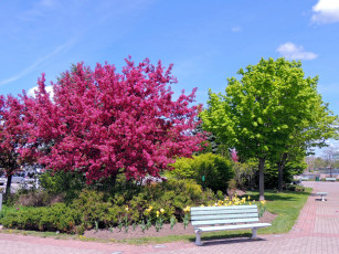 Картинка природа парк деревья скамейка клумба
