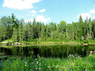 Картинка природа реки озера озеро цветы покой лето