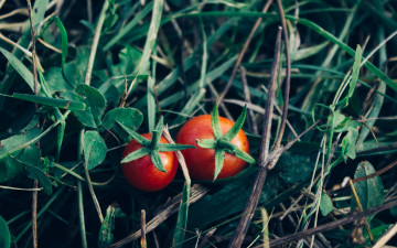 обоя природа, плоды, помидоры, томаты