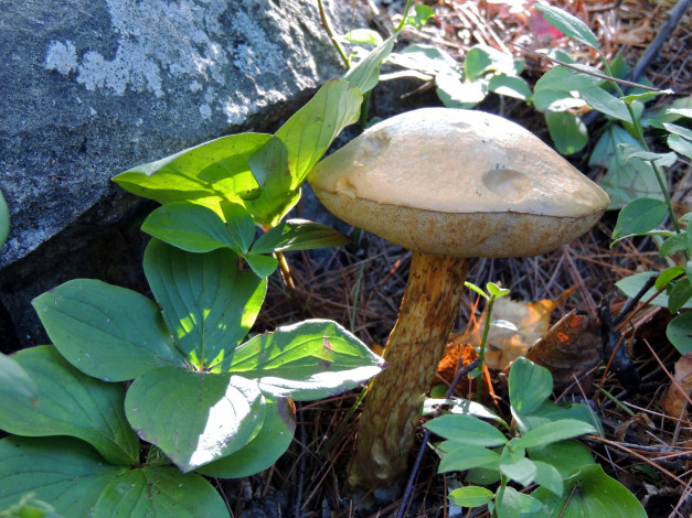 Обои картинки фото природа, грибы, листья, камень, иголки, гриб