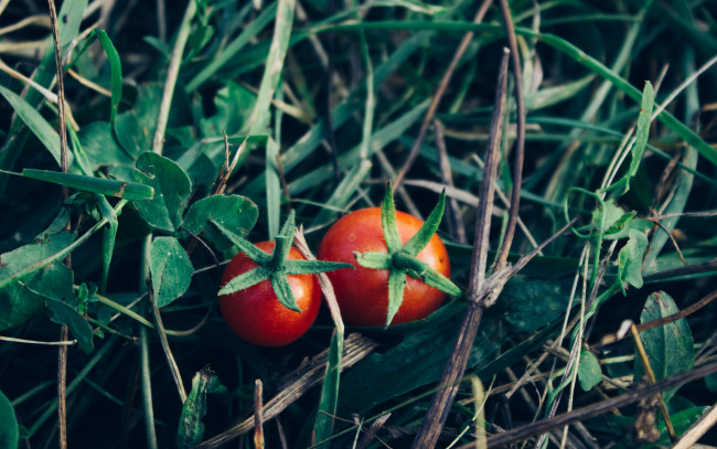 Обои картинки фото природа, плоды, помидоры, томаты